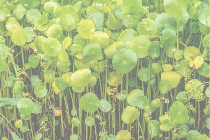 Photo of centella plant