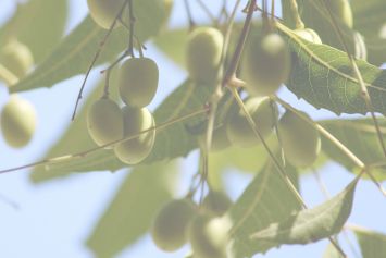 Le Neem bio : l’allié ayurvédique pour un équilibre naturel 