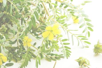 Tribulus: an ayurvedic plant to boost your sporting performance